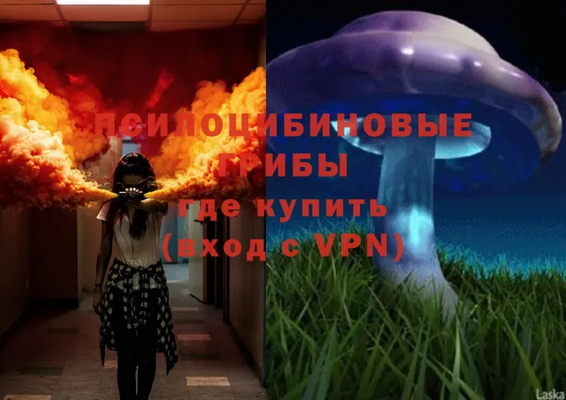 Псилоцибиновые грибы Psilocybe  Балахна 